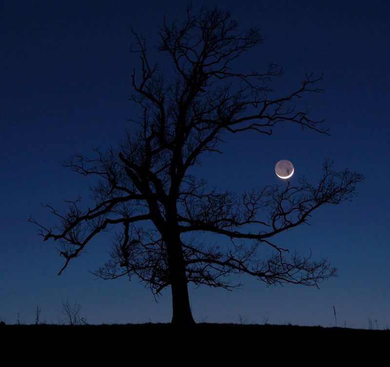 Earthshine & Tree (Middle Fork)