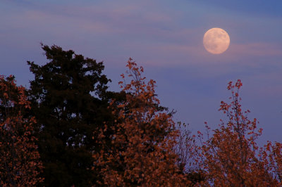 Frosty Moon