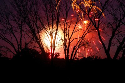 Fireworks Amongst the Trees