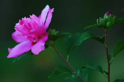 Rose of Sharon