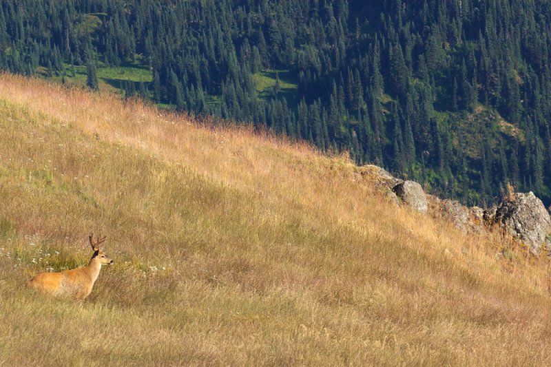 Black Tail Deer