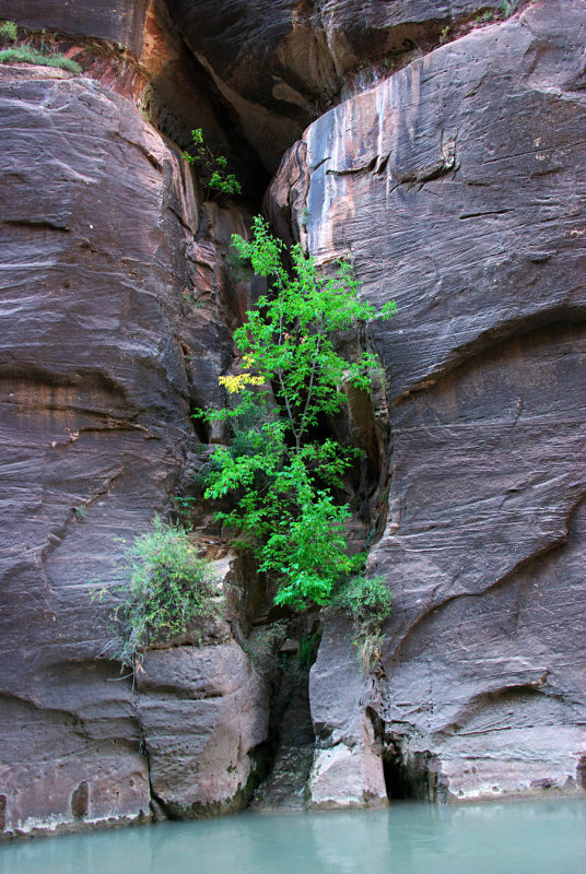 rock, tree and water