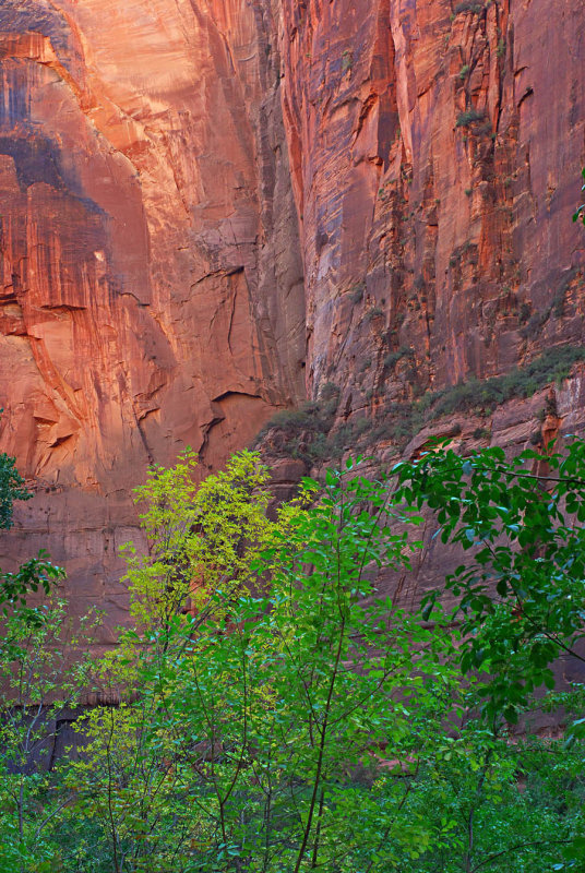 rock and trees