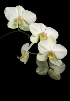 Phalaenopsis orchids