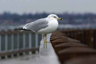 gull on a rail