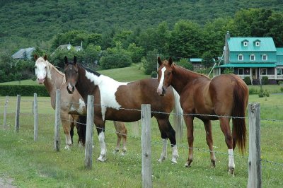    De si beaux chevaux