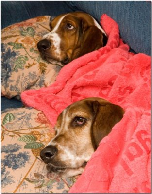 let sleeping dogs lie