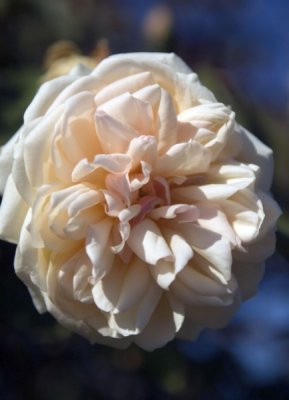 rose garden, san jose california