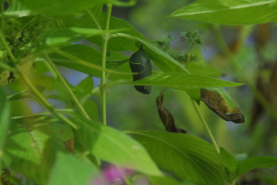 Monarch chrysalis