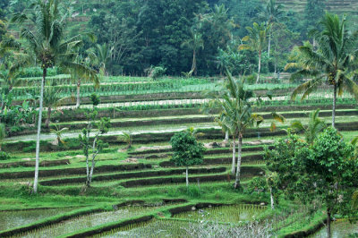 Jati Luwih and Batur