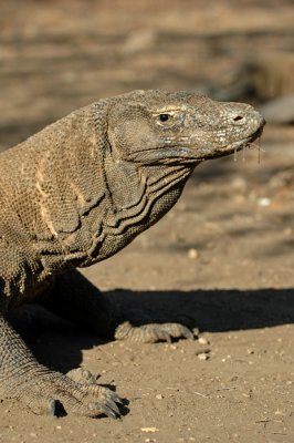 DSC_0066.JPG