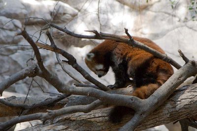 3369_RedPanda.jpg