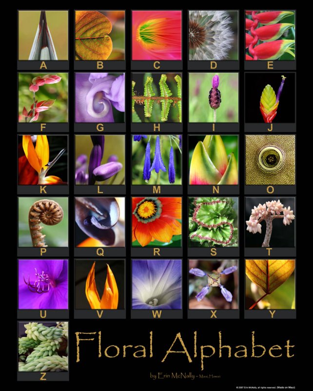 Floral Alphabet Poster (Now Available)