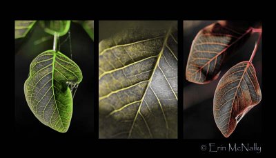 Leaves IV