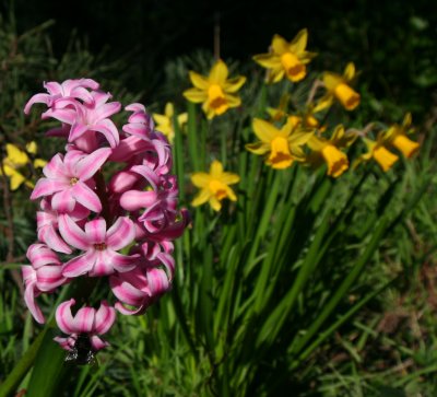 Spring Flowers1.jpg