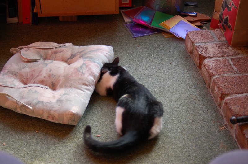 pillowdigging.jpg
