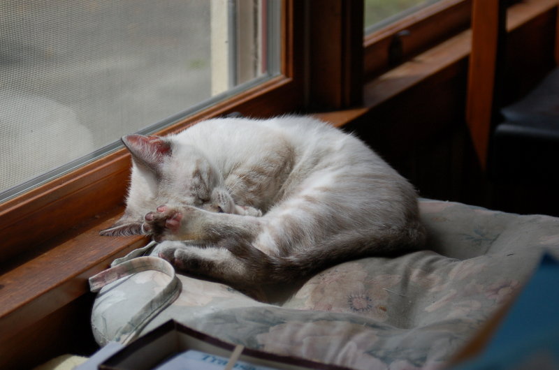 Sill Sleeping