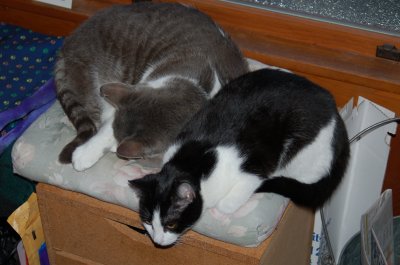 cushion sharing 5.JPG