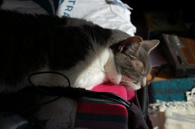 Farley on table closeup.JPG