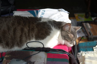 Farley on table.JPG