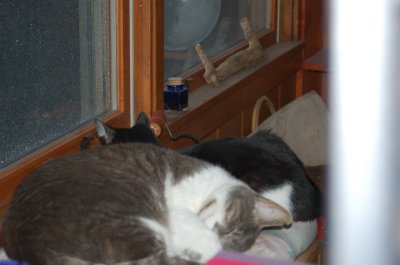 snoozie