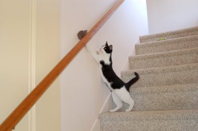 Robin on  stairs 91