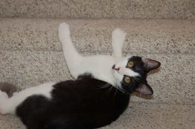 Robin on  stairs 2