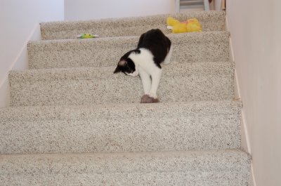 Robin on  stairs 5