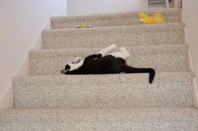 Robin on  stairs 6