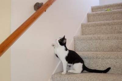 Robin on  stairs 7