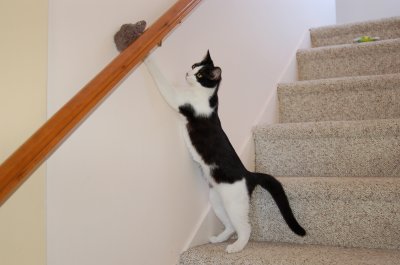 Robin on  stairs 8.JPG
