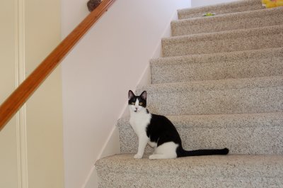Robin on  stairs 9