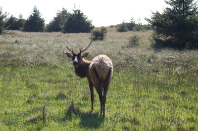 Elk gazing