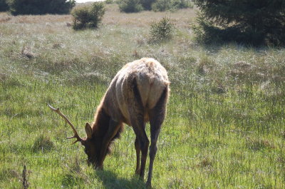 Fern Canyon Elk