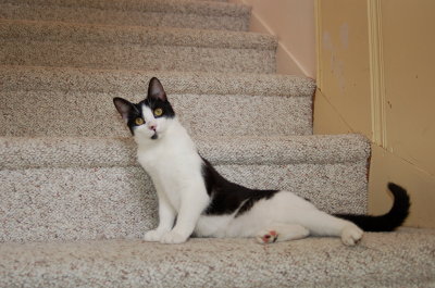 step 6 Flop