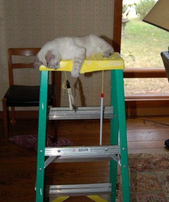 cat_mensa_test_49