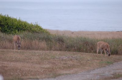 keeper's deer