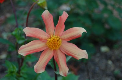 bloomin one