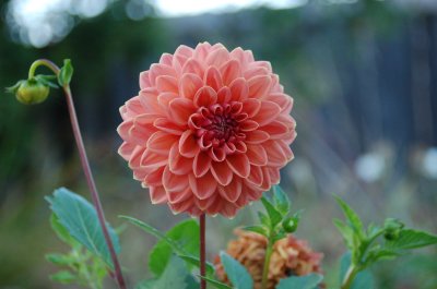 bloomin two