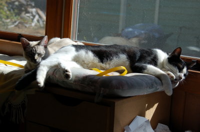 sunny window