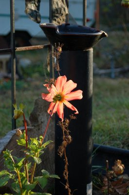 Dahlia 1