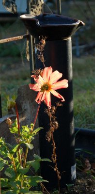 Dahlia 2