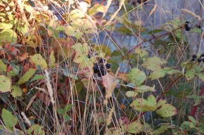 Autum Blackberries