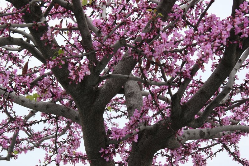 Judas Tree blossom, Iraklion, Crete