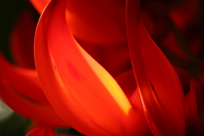 Abstract: backlit tropical petals