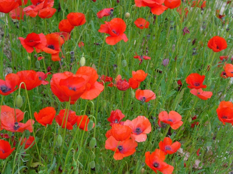 Poppies, Dry Temperate Biome