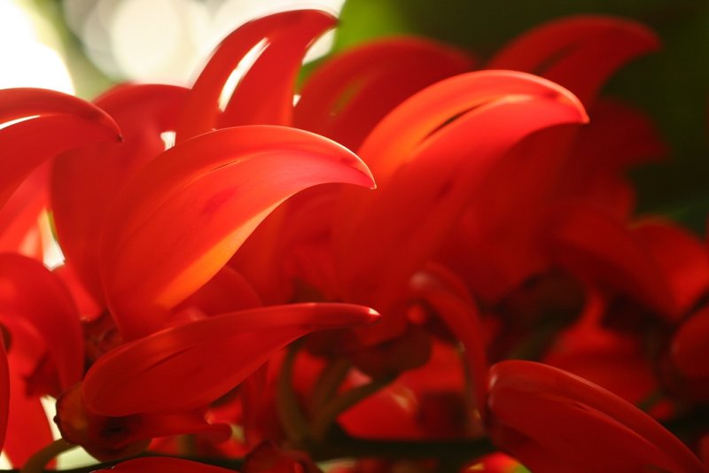 Backlit petals - wider view