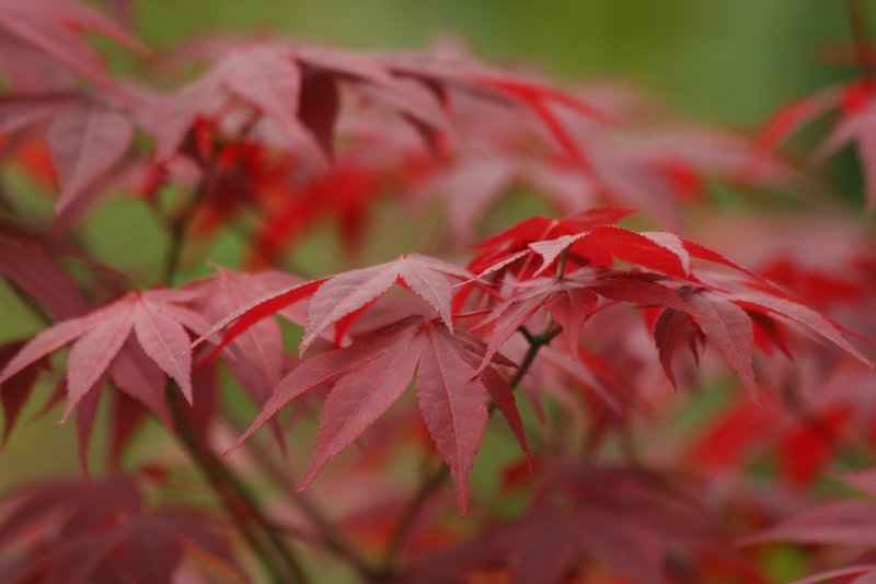 Red Acer