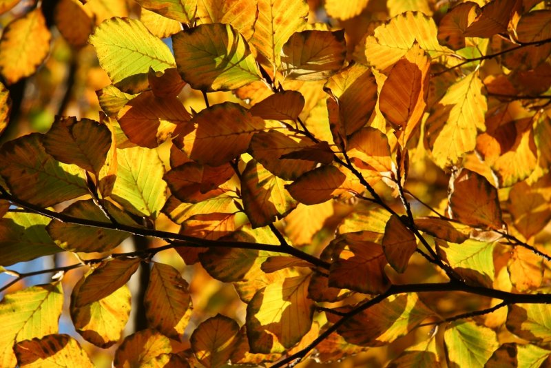 Beech leaves in Autumn
