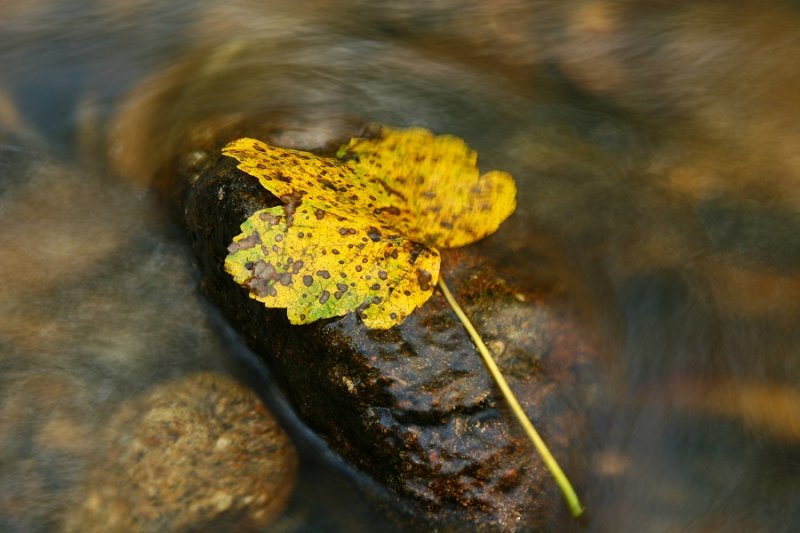 Autumn leaf, a rock & a stream